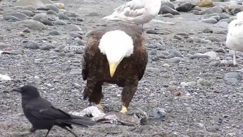 Bald Eagle Walking