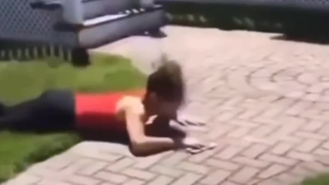 funny animal video