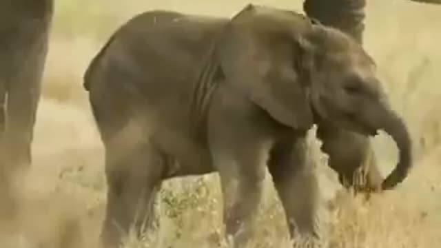 Mother elephant introducing her son to the family must watch