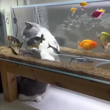 Cat in aquarium