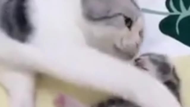 mommy cat hugs baby kitten having a nightmare