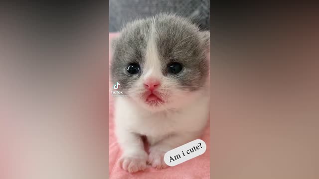 Funny Kitten being cute