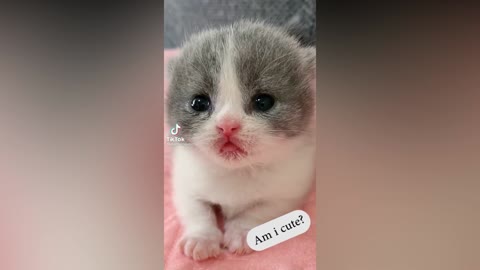 Funny Kitten being cute