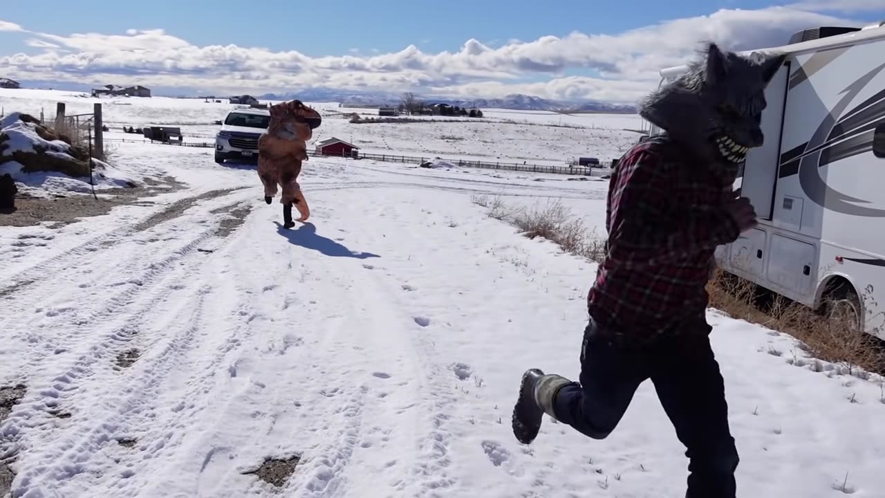 wolf-surprises-puppy-t-rex-with-car-ride-chase