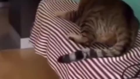 funny video of cat and dog