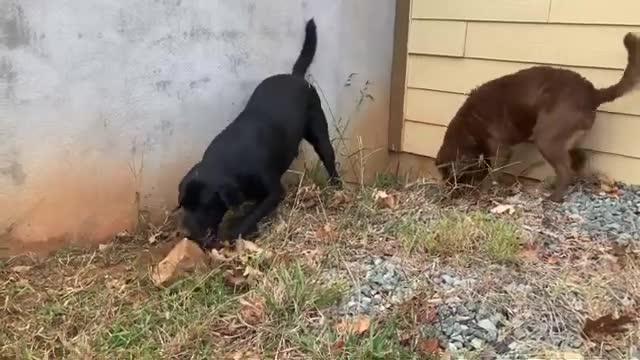 Hilarious Dogs Go Berserk Playing With Giant Rocks