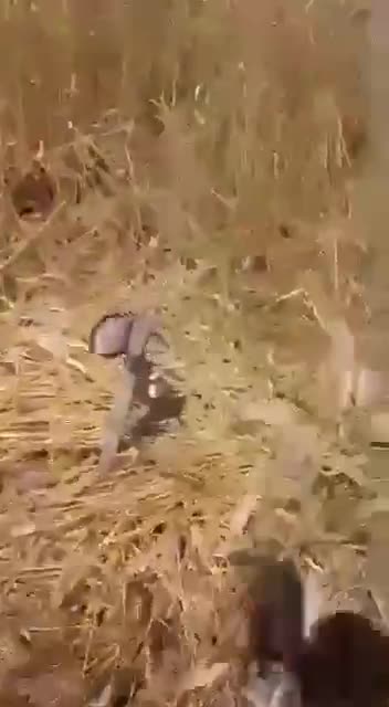 A farmer in Spain found a ''climate change'' in one of his wheat fields