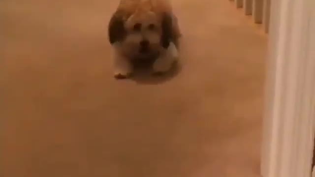 Amazing Funny Dogs and their owners.