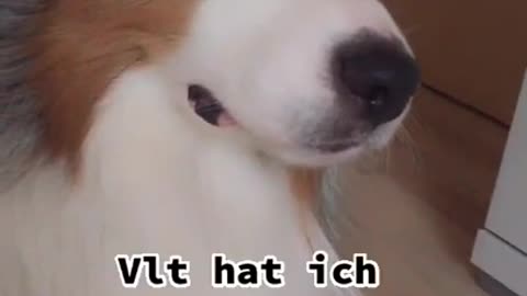 Funny dog short