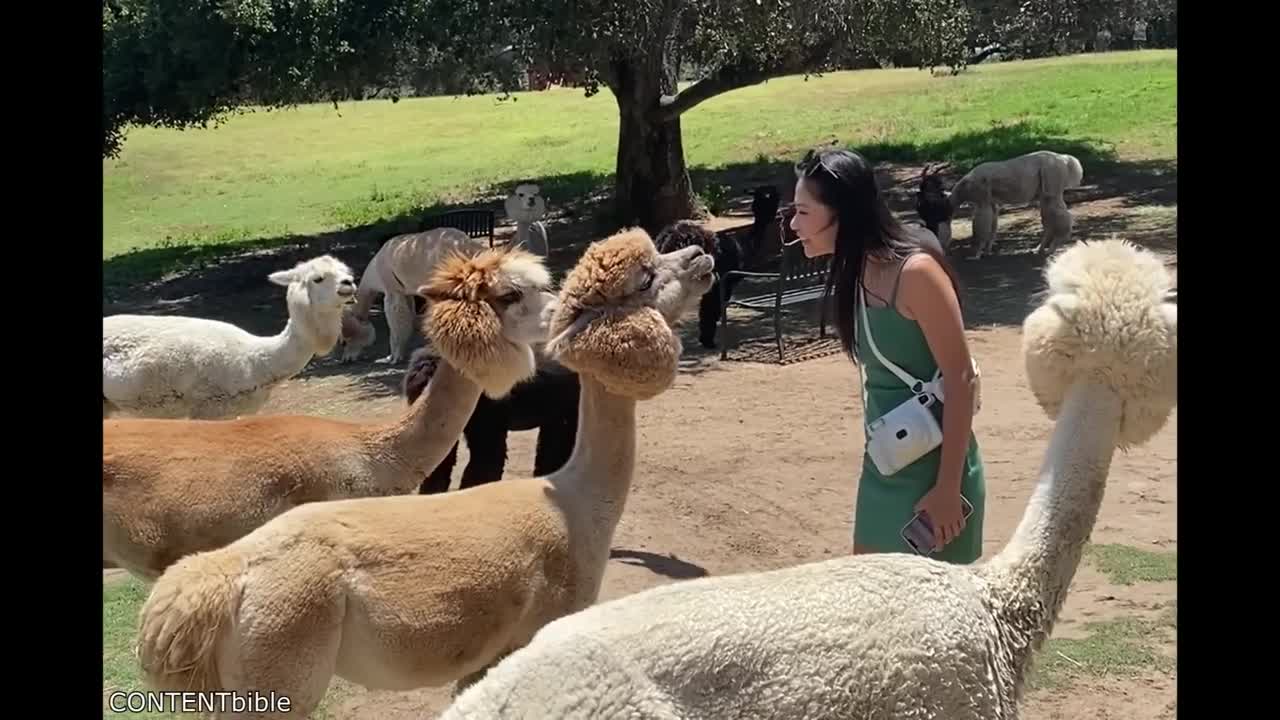 Alpaca Spits in Woman's Face