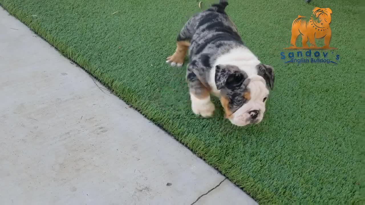 Black Tri Merle Boy English Bulldog