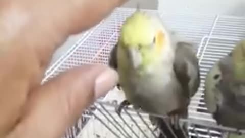 Birds Bites