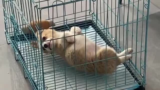 Corgi everyday