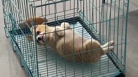 Corgi everyday