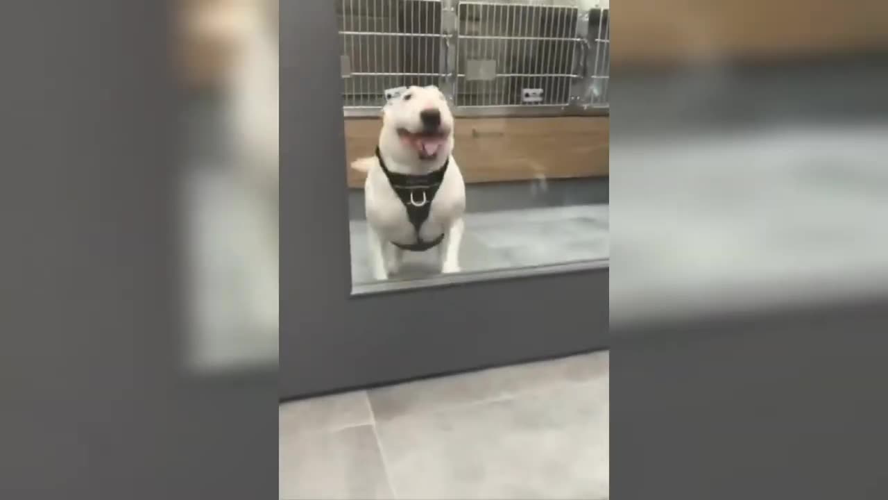 Funny cat 🐈 and dog videos