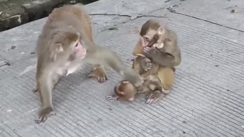 Funny monkey #4