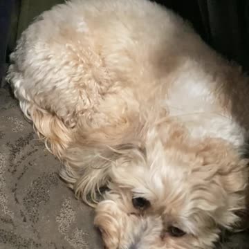 Gus Hides in Clothes