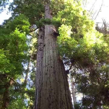 Majestic Redwood Tree in Mount Madonna State Park