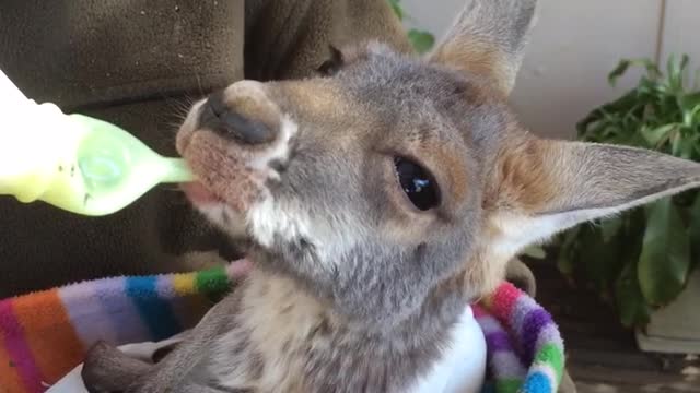 Indi The Resuce Kangaroo Loves Her Milk