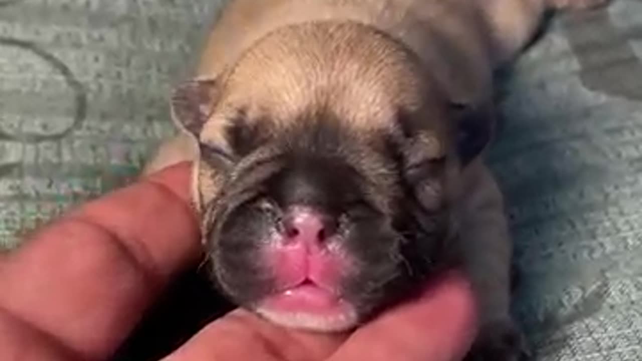 Dog video