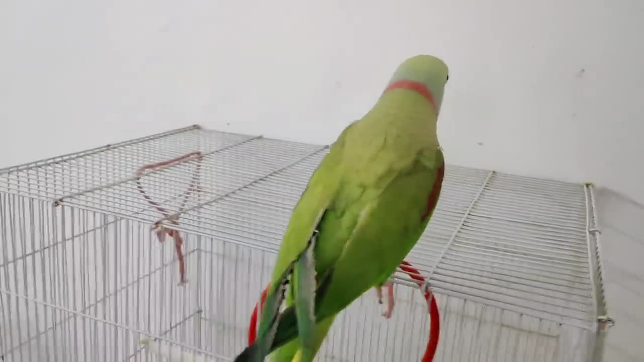 Kaccha badam Pushpa Nhi Pablo Parrot hai apni Singing ka fan p5