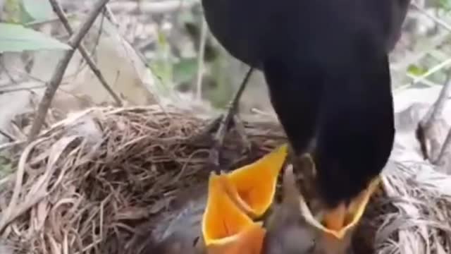 Wild birds feeding baby bird in the forest