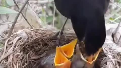 Wild birds feeding baby bird in the forest