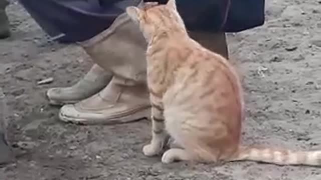 Do you like milk?