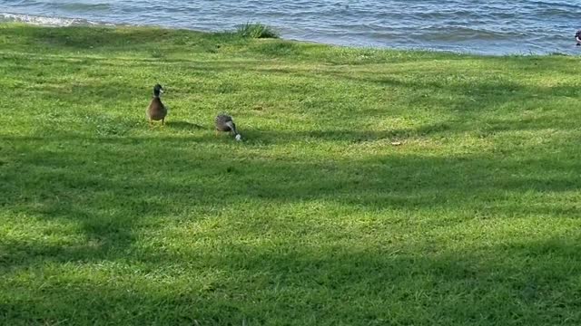 Acacia Bay Ducks