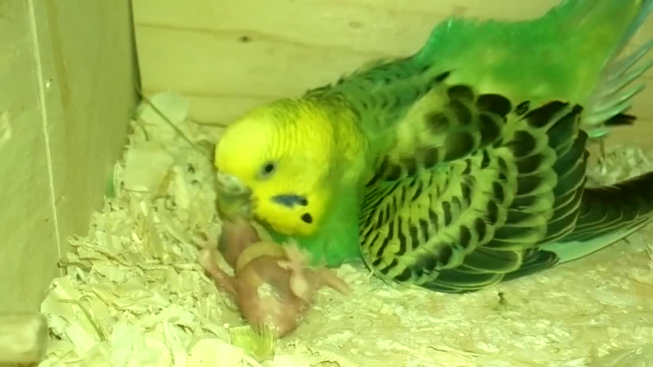 The parrot feeds the chick☺️🤗