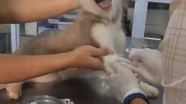 Taking cute dog to the doctor
