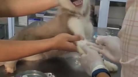 Taking cute dog to the doctor
