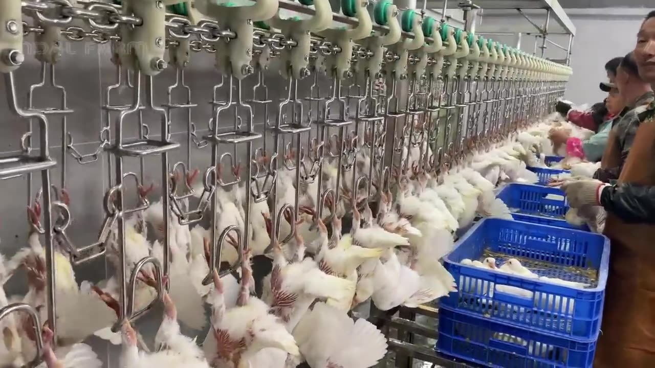 Millions of Pigeons Farming For Meat in China 🕊️ - Pigeon Meat Processing in Factory