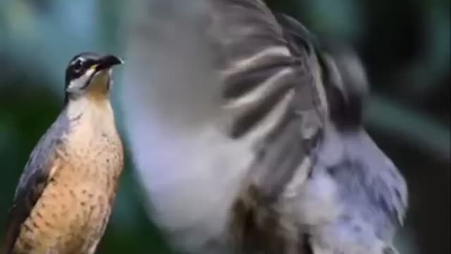 Dancing bird to impress his mate