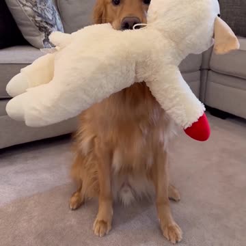 Love catching these moments with my dog. #dog #goldenretriever