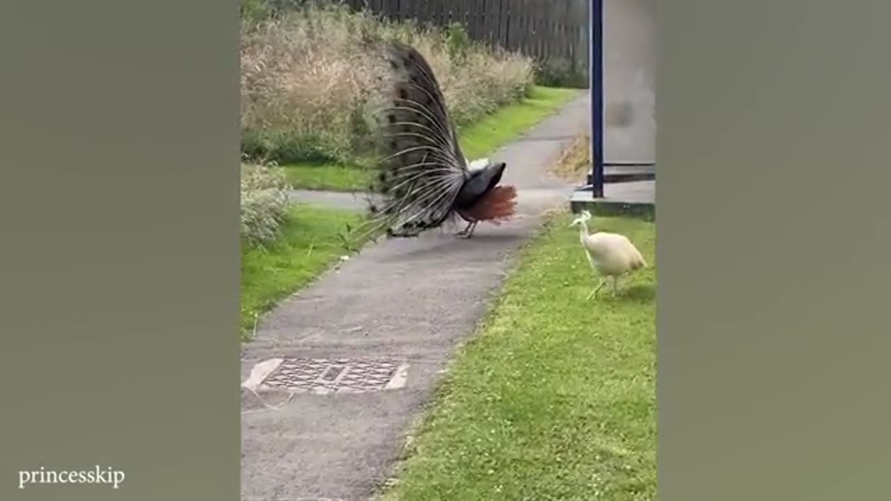 Funny animals videos 😍