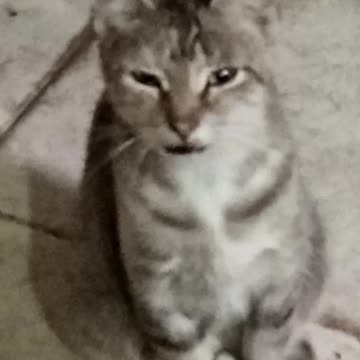 cat 🐈 cat 🐱🐈🐈chat 🐱9