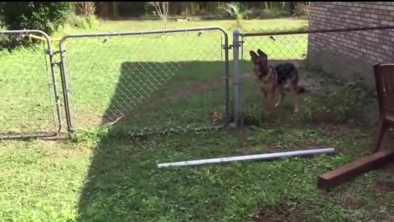 SHOCKING Animals find out what electric fences are