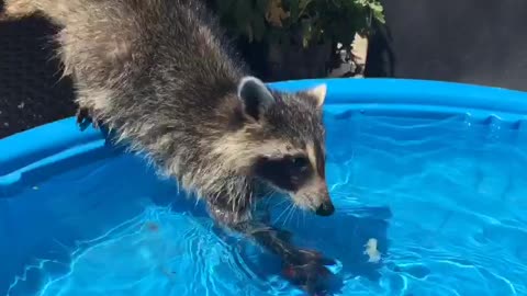 rescue raccoon fishing for a snack