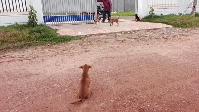 Dog boy vs Dog boy because Cute Puppy