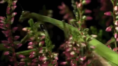 Praying Mantis attacks and Eat Lizard