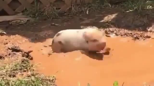 Baby pig playing muddy water | Baby pic enjoying in dirty water