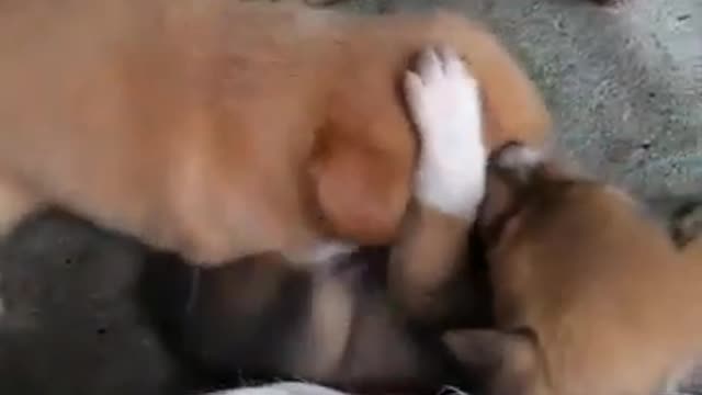 Cute Puppy Fight