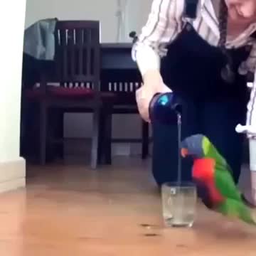 Funny bird enjoying in water