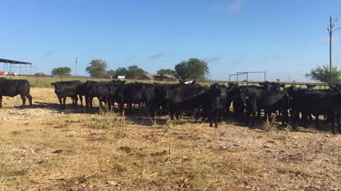 3-5 year old cows most