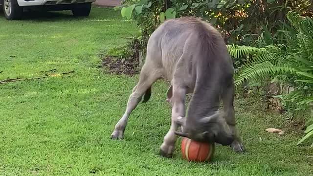 Buffalo Having a Ball