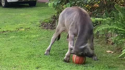 Buffalo Having a Ball