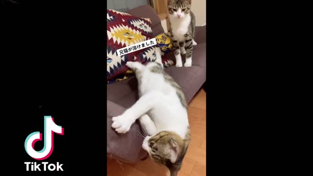 🇯🇵🗾Funny Japanese Animal 😻 Tik Tok Video 2021