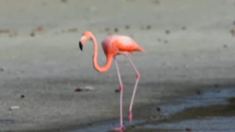 Flamingo hunting flies