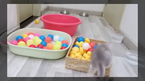 Funny Animals Complilations 2
